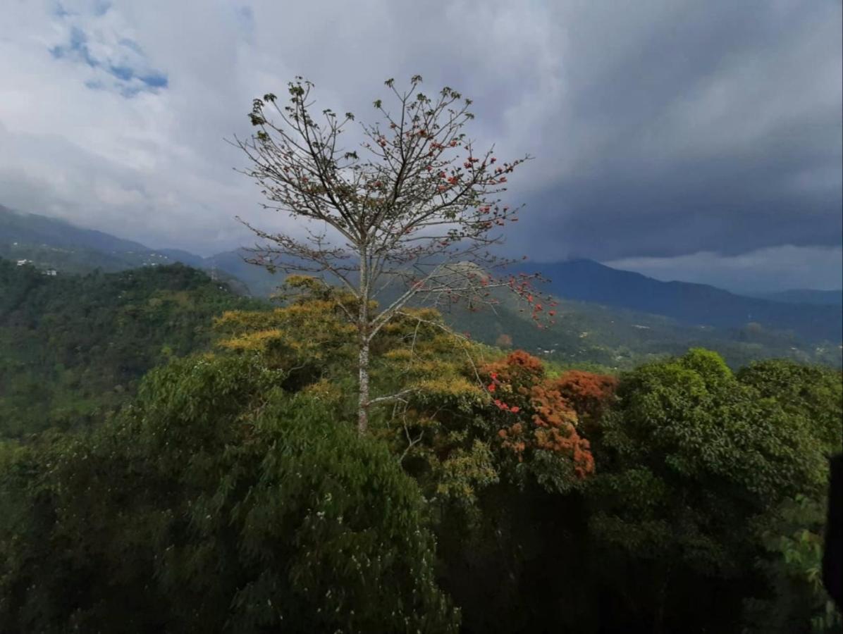 Hotel Palmtree Leaf, Munnar Extérieur photo